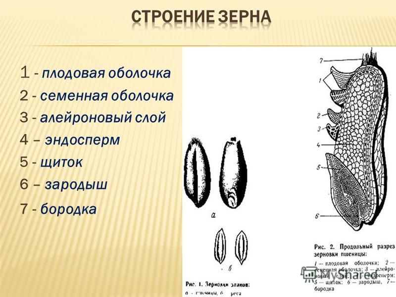 Схема строения злаковых Схема строения злаковых